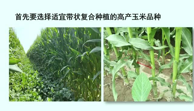 玉米品种选择——大豆玉米带状复合种植关键技术系列视频之一