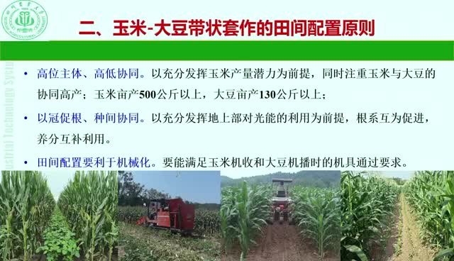 西南区玉米-大豆带状套作田间配置技术——大豆玉米带状复合种植关键技术系列视频之六