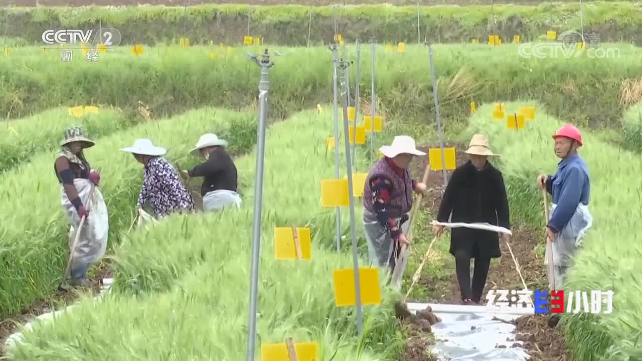 《经济半小时》一举两得：玉米地里种大豆