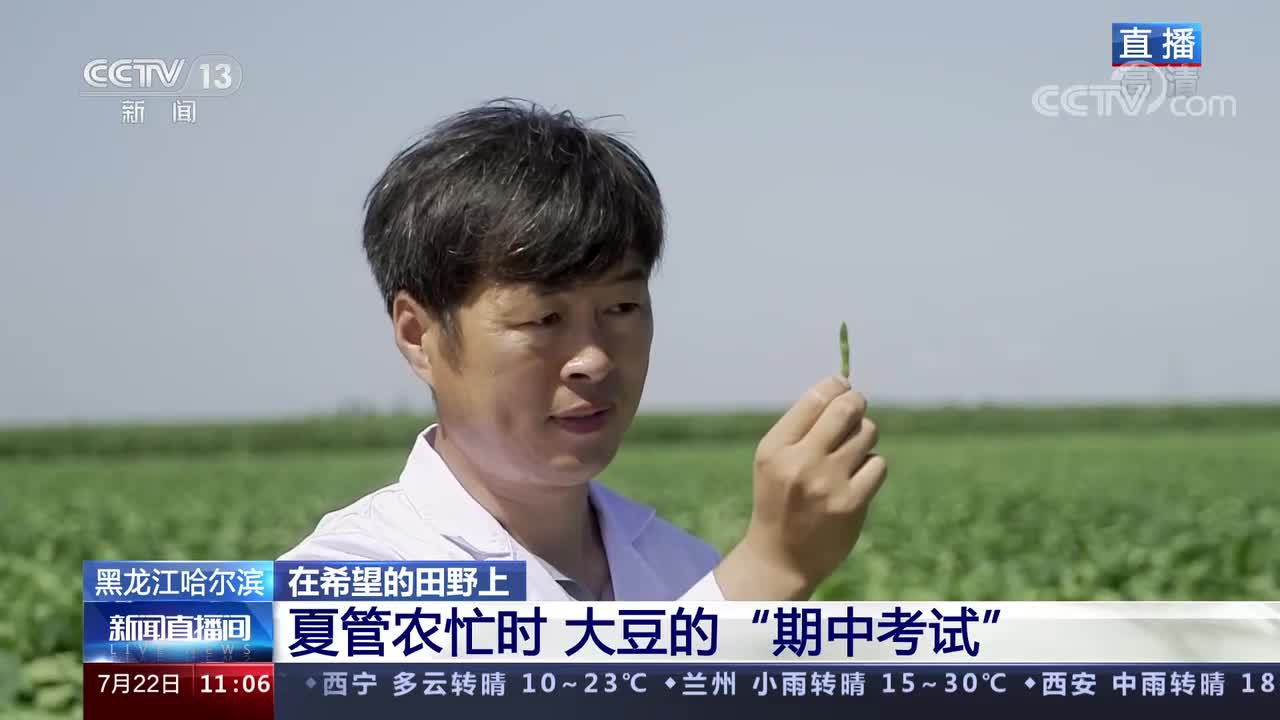 黑龙江哈尔滨 夏管农忙时 大豆的“期中考试”