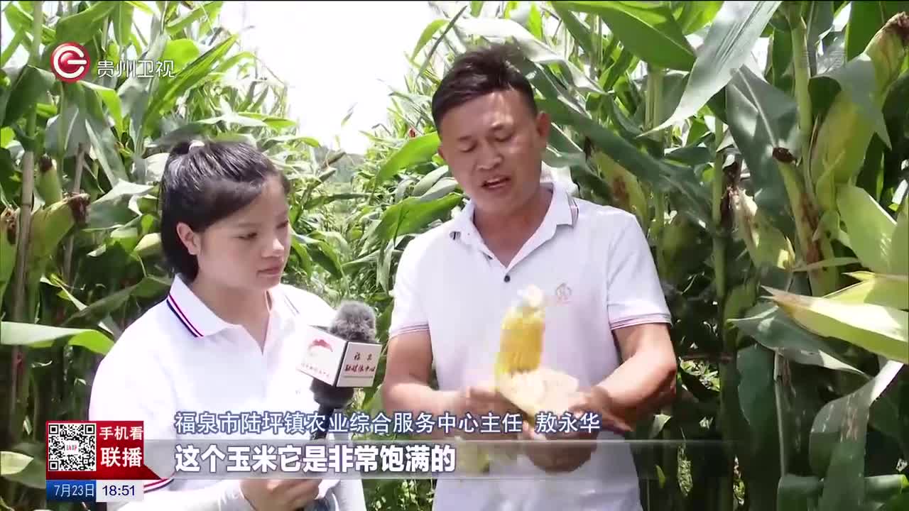 福泉：一块地里“两片田” 稳粮增豆保丰收