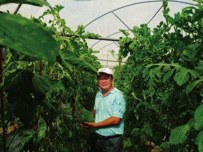 顶天立地的西瓜大王-记北京市农林科学院蔬