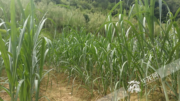 绿色扶贫万州龙驹镇黄显村 因地制宜发展经济