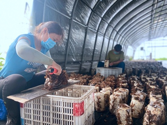 昌平区：菌棒种植黑木耳闲置棚变身“聚宝盆”