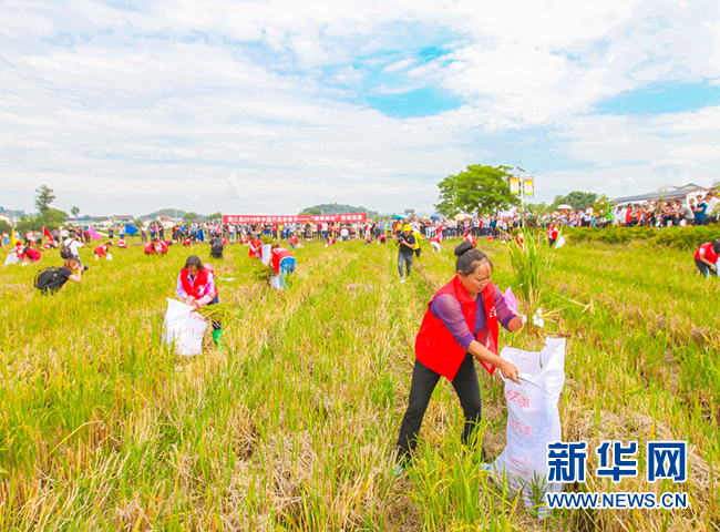 今年丰收节重庆将在6个区县举办同庆丰收重点活动