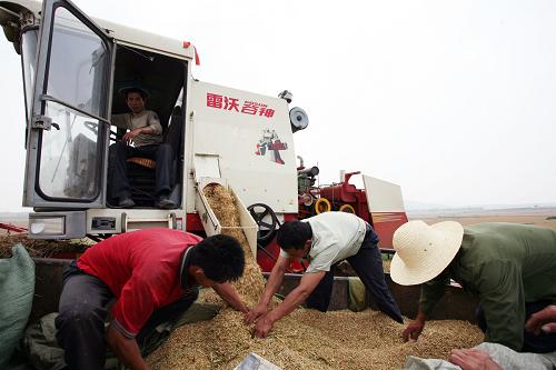 图片新闻:河南小麦产区开始大规模夏收
