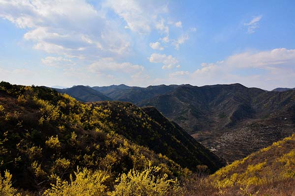 连翘花开满太行山.jpg