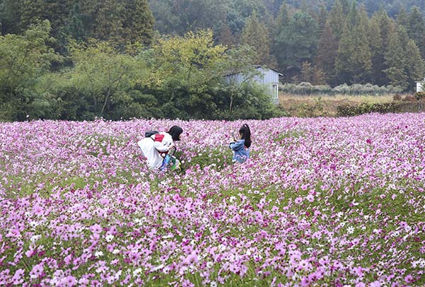 吉缘花田.jpg