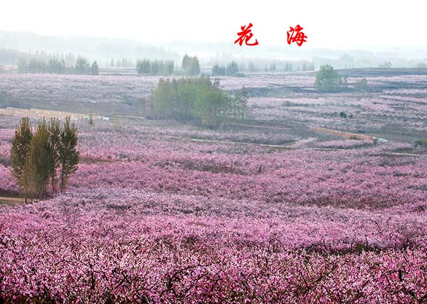花海.jpg
