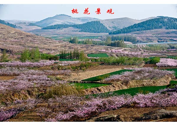 桃花景观.jpg