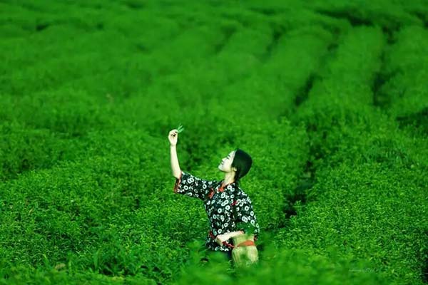 4有机茶园.jpg