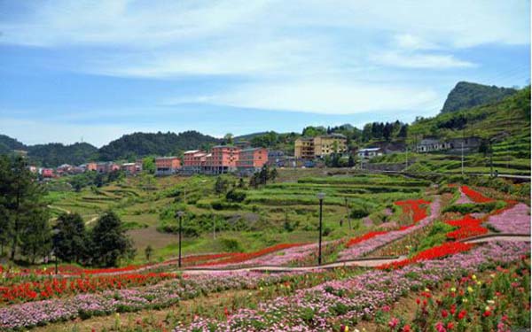 花坝奇景·鲜花小镇 .jpg