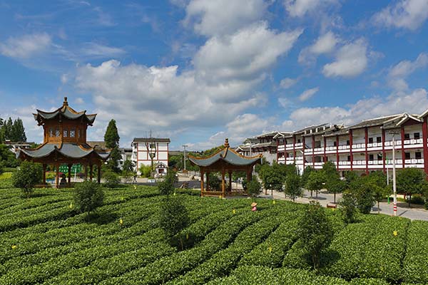 作品：《中国茶叶第一村》作者： 张元　拍摄地点：湄江镇核桃坝村.jpg
