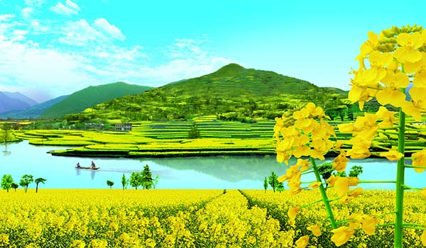 中国最美油菜花海汉中.jpg