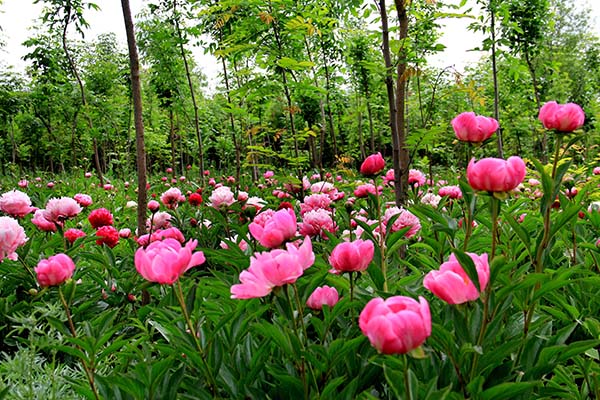 临洮芍药.jpg