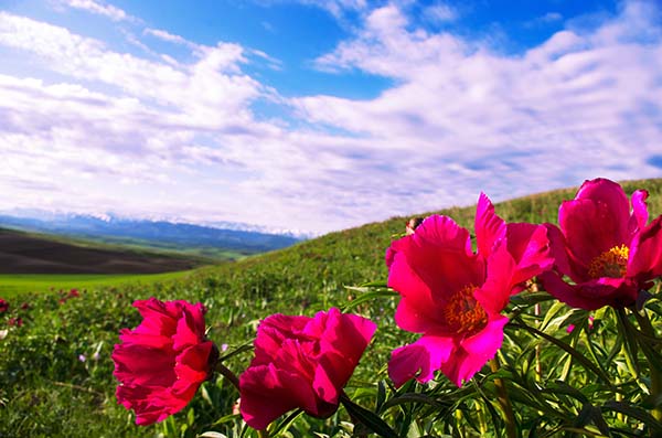 1芍药谷.jpg