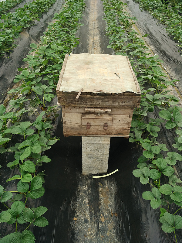 东李戈庄草莓 (2).jpg