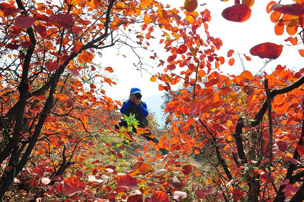 板桥镇红叶 (2).jpg