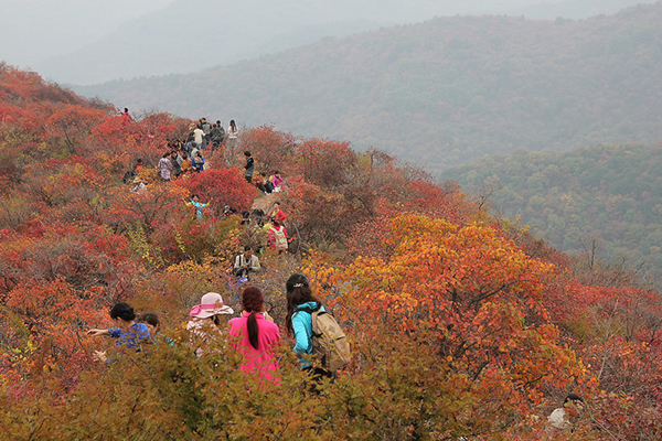 板桥镇红叶 (3).jpg