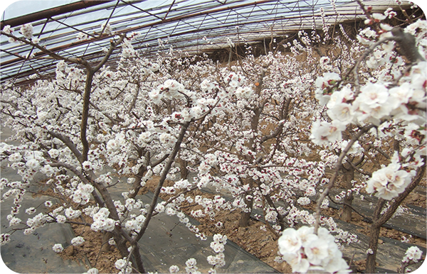 龙首现代农业园区大棚金寿杏花开.PNG