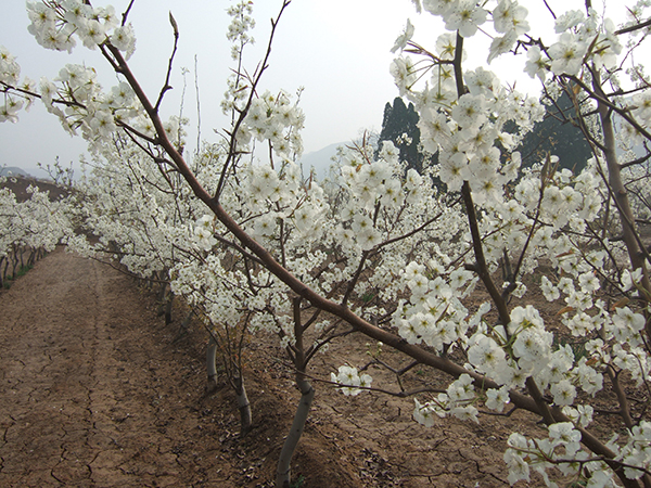 龙首现代农业园区五千亩梨花竞相开放.JPG