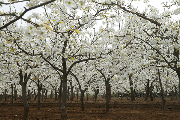 去往龙首坝道路两边的五千亩梨花园 ，交道樊家川五千亩梨花近景.jpg