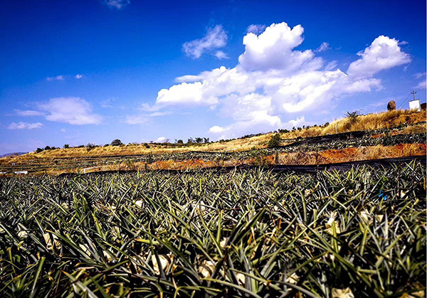 金菠萝种植基地.png