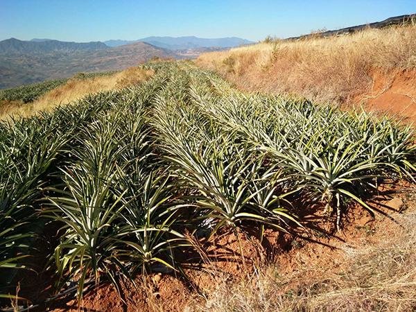 金菠萝种植基地3.jpg