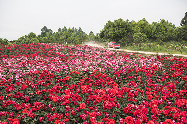 都江堰市精华灌区映像核心区         玫瑰花溪谷  花期观赏.jpg