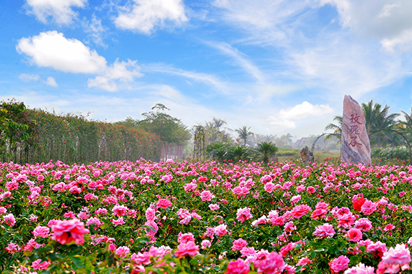 4-玫瑰花田.jpg