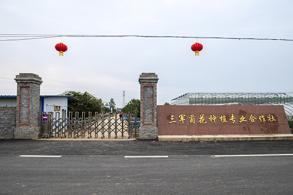 三军菊花.jpg