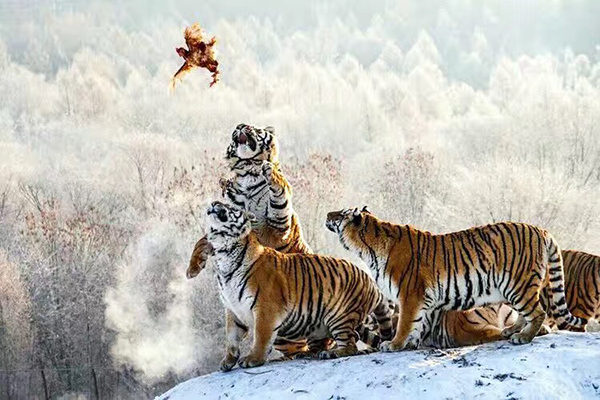 捕食.jpg