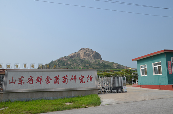 山东省鲜食葡萄研究所——葡萄大观园.jpg