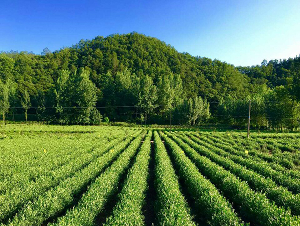 茶园美景.jpg