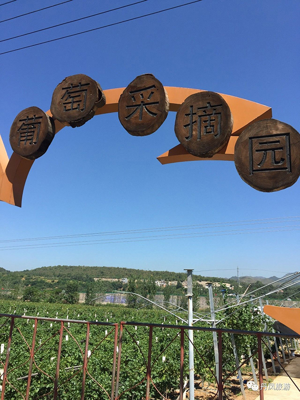 采摘1 (1).jpg