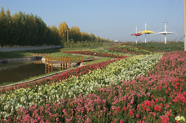 花海景观.JPG