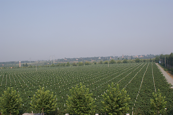 葡萄主题公园基地.JPG