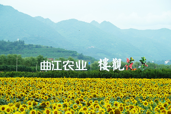 曲江葵园图片3.jpg