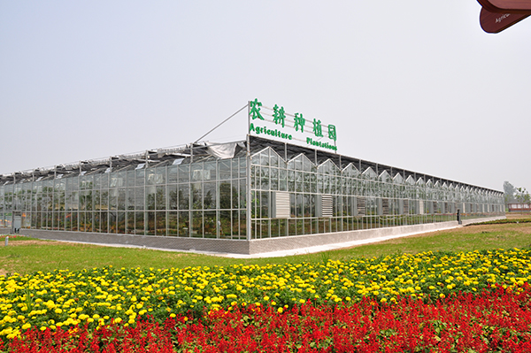 种植园.JPG