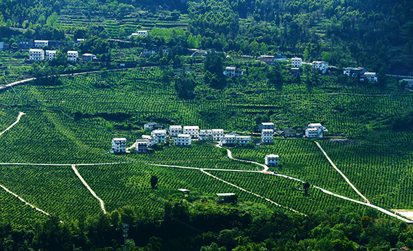 玫瑰香橙园.jpg