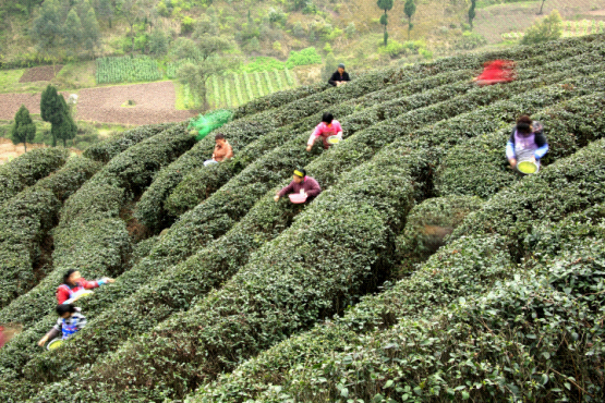 明前茶采摘  钓鱼城茶.png
