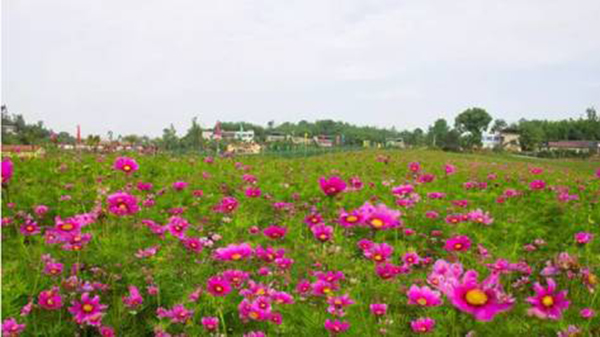 花海6.jpg