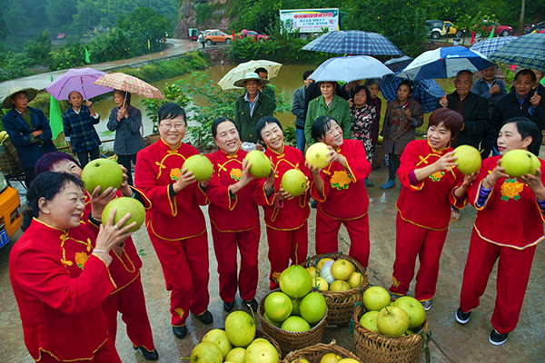 柚子节采收.jpg