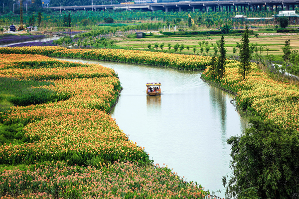 花海漂游.jpg
