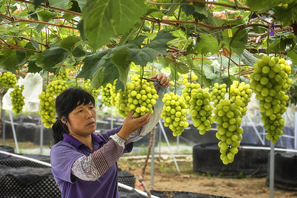 香蜜山葡萄收成2.jpg