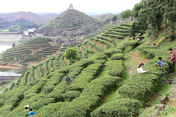 采茶图.JPG