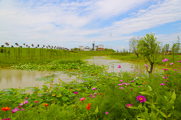 庄台湿地.JPG