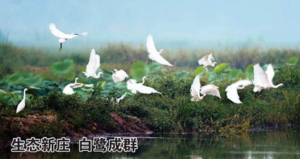 白鹭2 (1).jpg