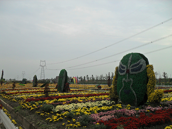 菊花节一景1.JPG