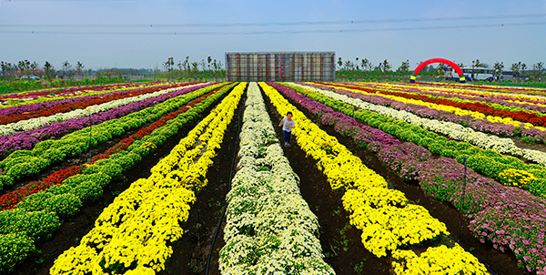 菊花节一景2.jpg